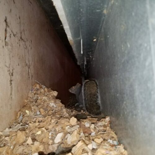 Nesting Squirrel in Home